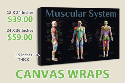 Chiropractic Canvas Wraps for Chiropractic Office - Muscular System - Thumbnail