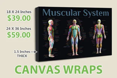 Chiropractic Canvas Wraps for Chiropractic Office - Muscular System - Thumbnail